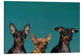 Magnettafel Die Prager Rattler