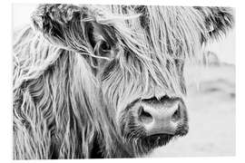 Foam board print Highland cattle