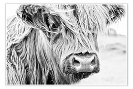 Veggbilde Highland cattle - gentle look - Art Couture