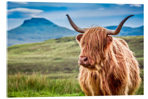 Akryylilasitaulu Highland cattle, Scotland