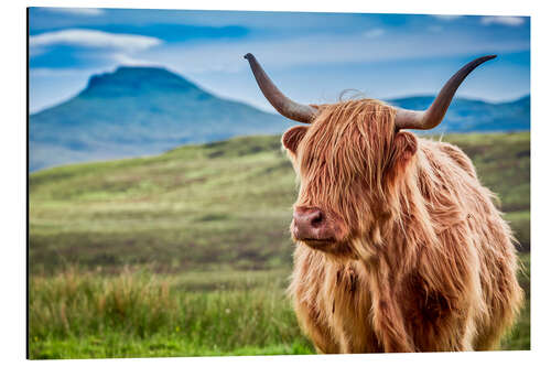 Aluminium print Highland cattle, Scotland