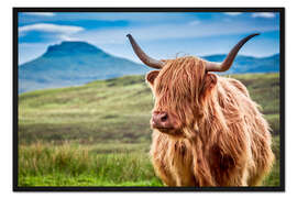 Gerahmter Kunstdruck Hochlandrind in Schottland