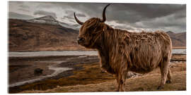 Tableau en verre acrylique  Vache highland en Écosse - Art Couture