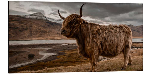 Tableau en aluminium Vache highland en Écosse