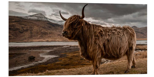 Tableau en PVC Vache highland en Écosse