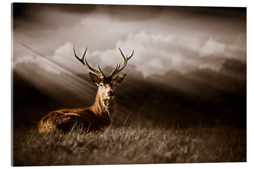 Obraz na szkle akrylowym King of the forest
