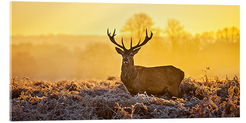 Acrylic print Deer in the autumn forest