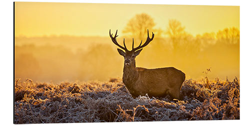 Aluminium print Deer in the autumn forest