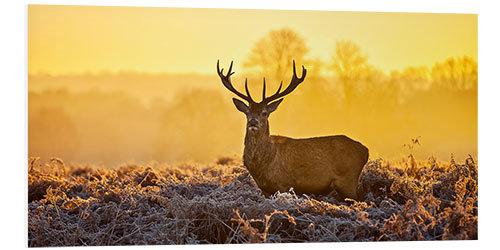 Foam board print Deer in the autumn forest