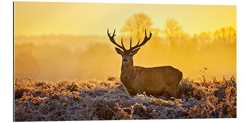 Gallery print Deer in the autumn forest