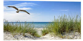 Akrylglastavla  Seagull flight over sand dunes, Baltic Sea - Art Couture