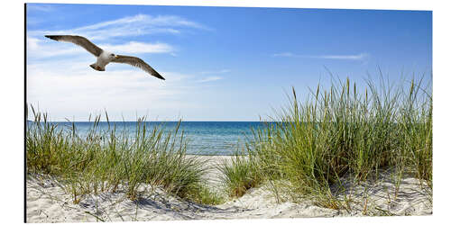 Alumiinitaulu Seagull flight over sand dunes, Baltic Sea