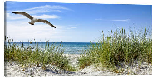 Canvas print Seagull flight over sand dunes, Baltic Sea