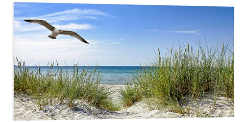 Quadro em PVC Seagull flight over sand dunes, Baltic Sea