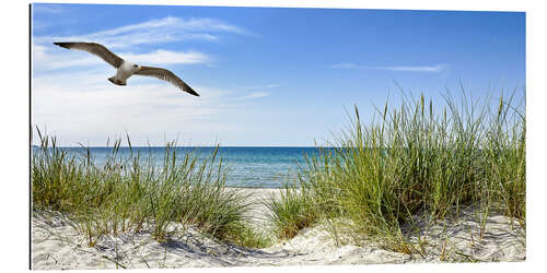 Gallery print Seagull flight over sand dunes, Baltic Sea