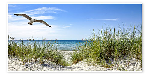 Póster Seagull flight over sand dunes, Baltic Sea