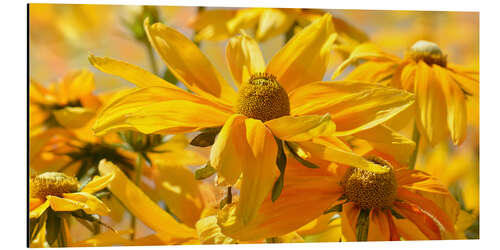 Aluminiumsbilde Yellow summer meadow