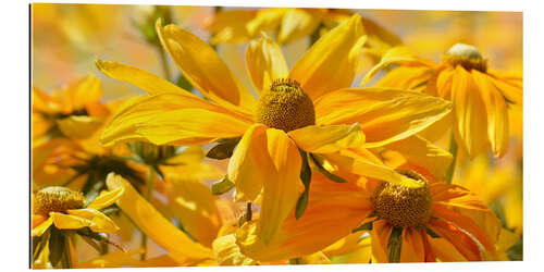 Quadro em plexi-alumínio Yellow summer meadow