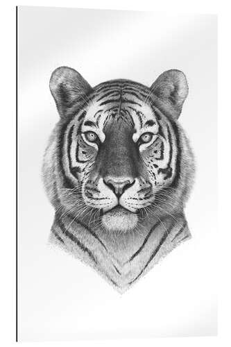 Gallery print Tiger