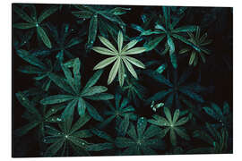 Magnettafel Saftige Pflanzen