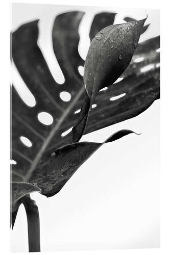 Acrylic print Black monstera 02