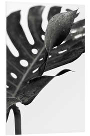 Tableau en PVC Monstera noir 02