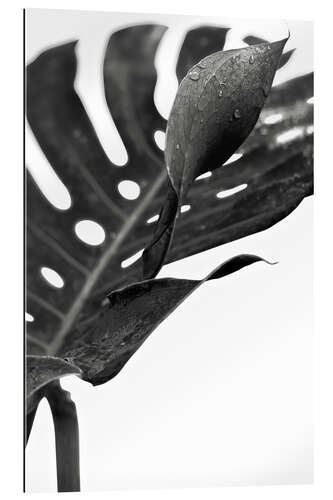 Gallery print Black monstera 02