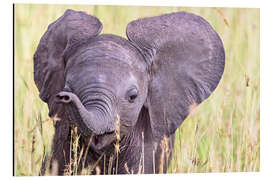 Stampa su alluminio Cute baby elephant