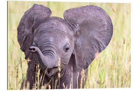 Gallery print Cute baby elephant