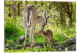 Gallery print Mother and foal