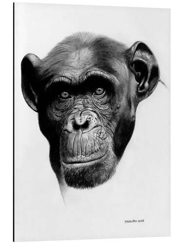 Aluminium print Chimp 01