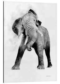 Aluminium print Elephant 2