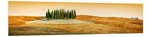 Obraz na PCV Cypress trees in Tuscany