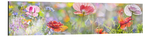 Aluminium print Tender poppy in pastel