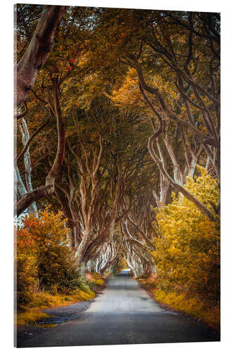 Acrylic print Dark hedges in Ireland