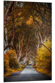 Alubild Dark Hedges in Irland