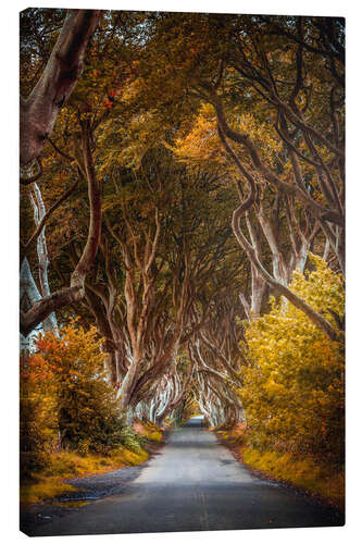 Canvas print Dark hedges in Ireland