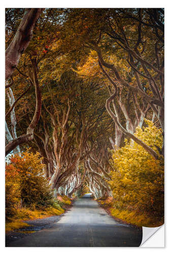 Sticker mural Dark Hedges à l'automne en Irlande