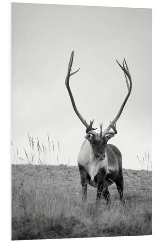 Foam board print Reindeer, b/w