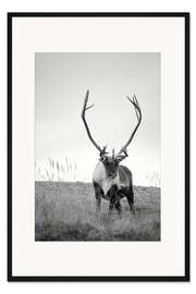 Gerahmter Kunstdruck Rentier, s/w