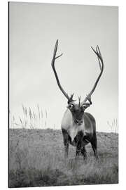 Magnettafel Rentier, s/w