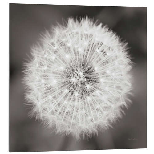 Aluminiumtavla Dandelion