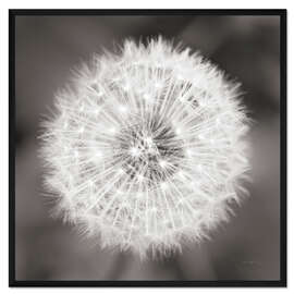 Gerahmter Kunstdruck Pusteblume 