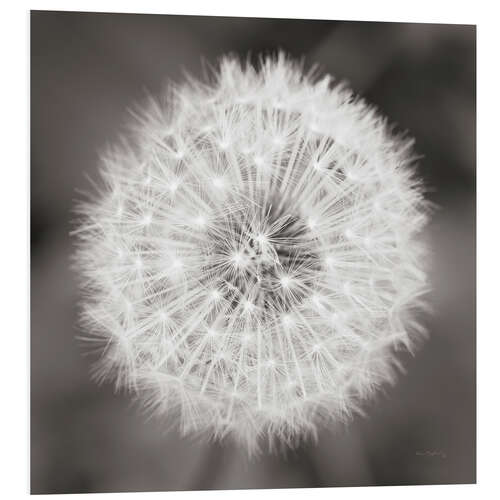 Foam board print Dandelion