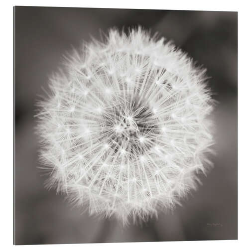 Gallery print Dandelion