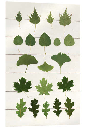 Stampa su vetro acrilico Leaf Chart I Shiplap