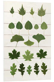 Quadro em PVC Leaf Chart I Shiplap