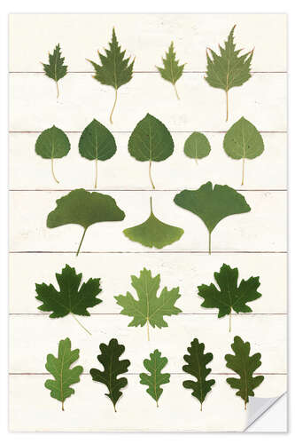 Wall sticker Leaf Chart I Shiplap