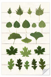 Adesivo murale Leaf Chart I Shiplap