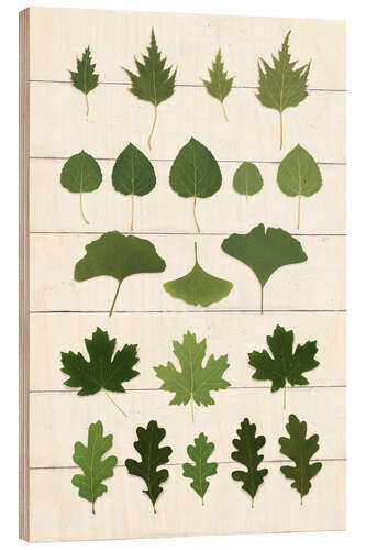 Wood print Leaf Chart I Shiplap